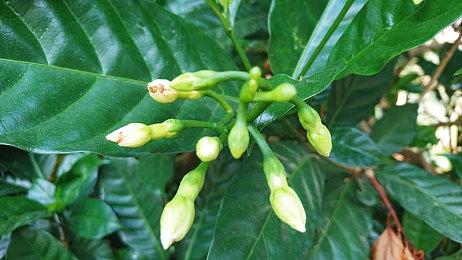 《最终幻想16》完全通关将需要70-80个小时